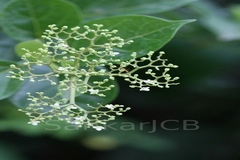 Premna obtusifolia